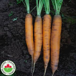 Negovia Organic Carrot Thumbnail